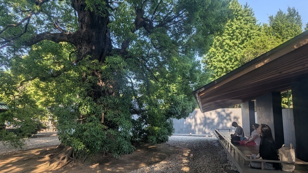 The meditation platform under the camphor tree.
