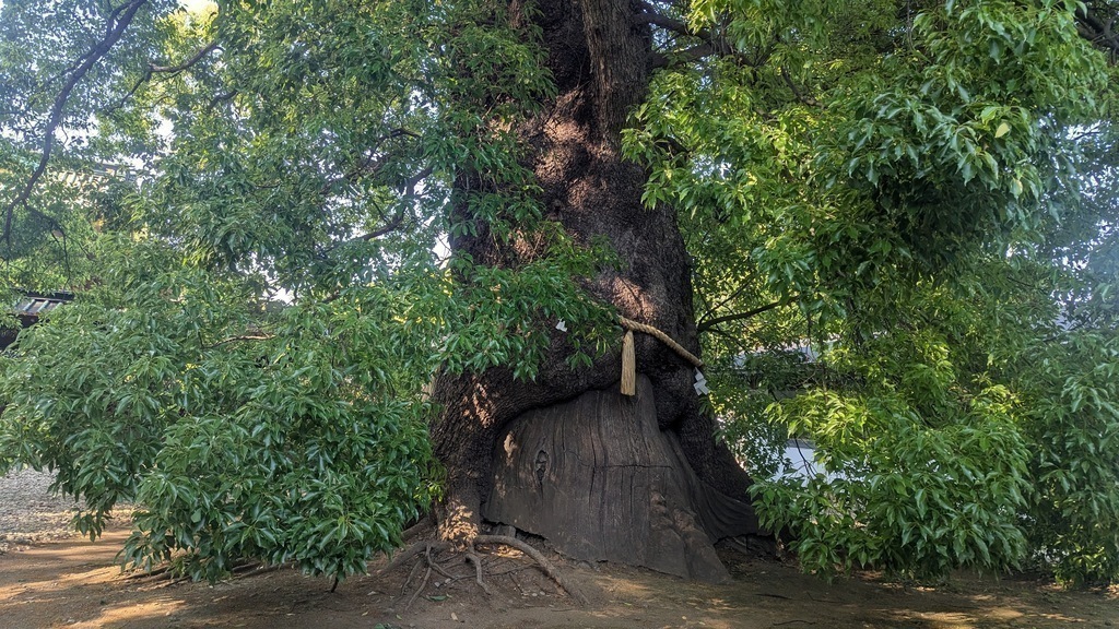The camphor tree at Tosho-gu Shrine.