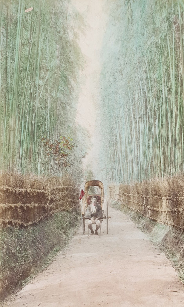 Bamboo Forest in 1896