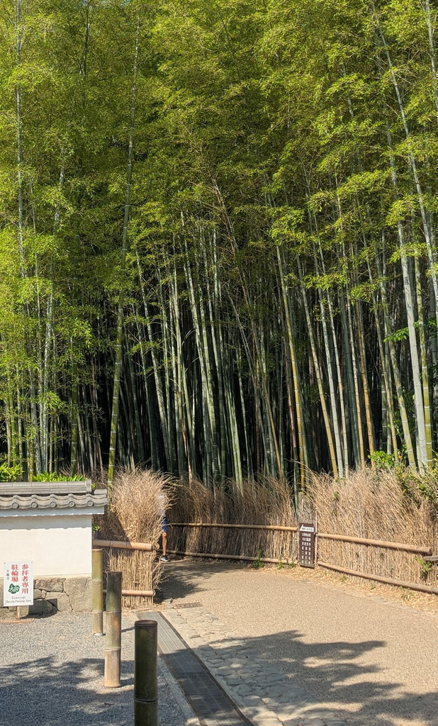 Bamboo Forest now