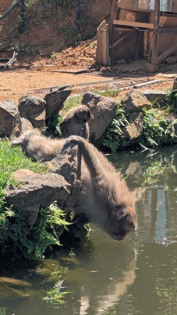 Monkey leaning over the pond to drink water