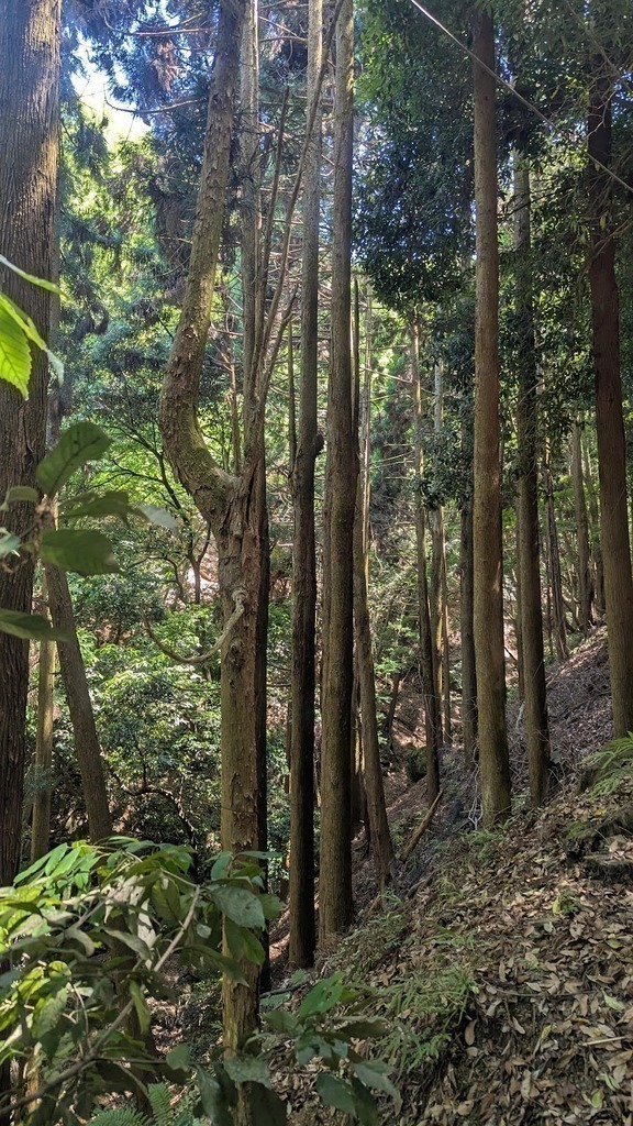 Dense woodland on the way up to Arashiyama Monkey Park Iwatayama