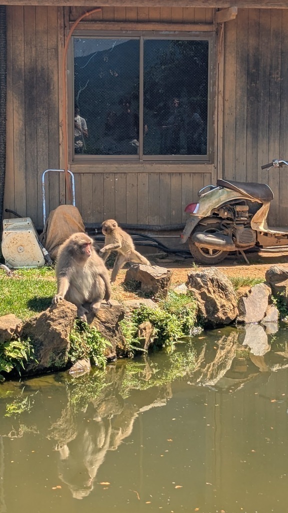Monkeys in the sun