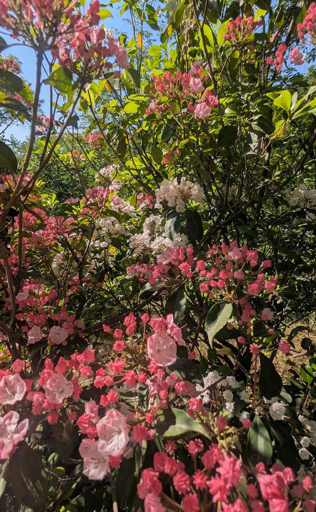 An abundance of blooms in the gardens.