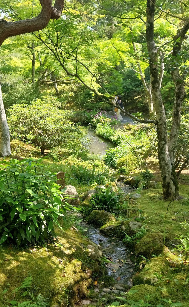 A little stream and moss garden