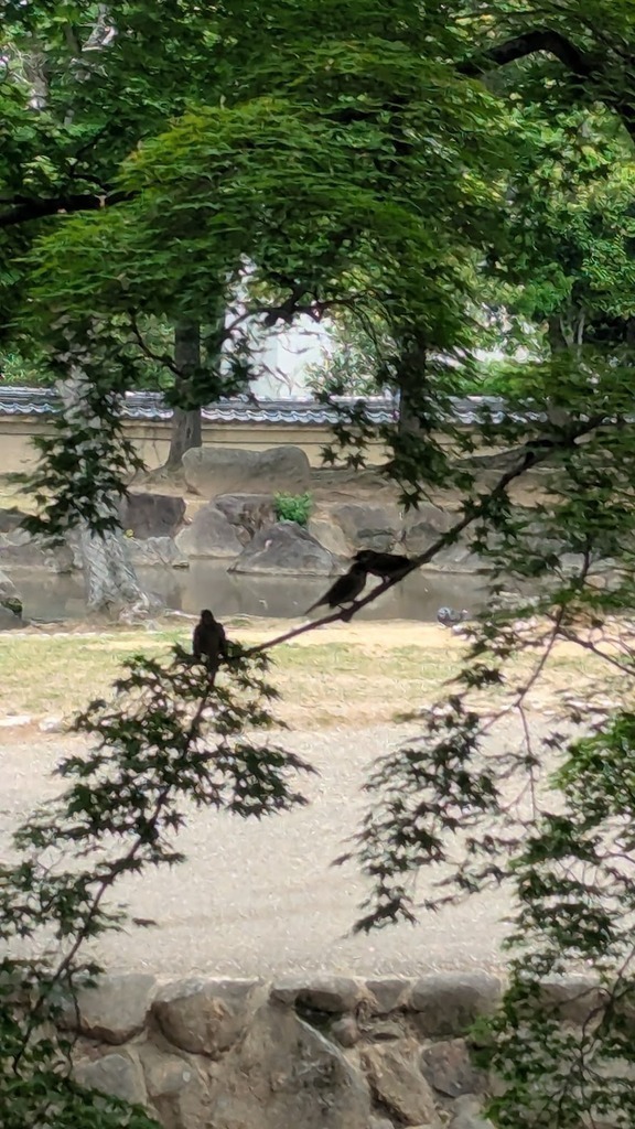 Birds in the acer trees