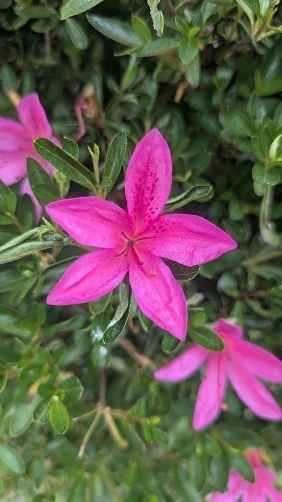 A pretty azalea.