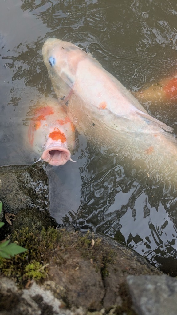 Koi providing endless entertainment.
