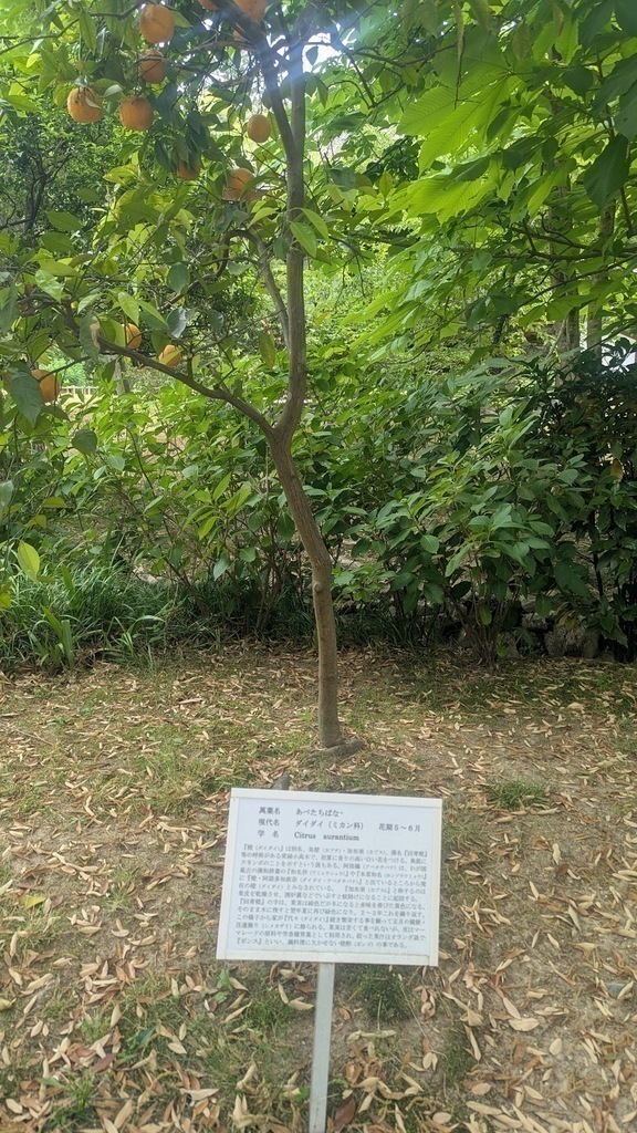 An orange tree in fruit.